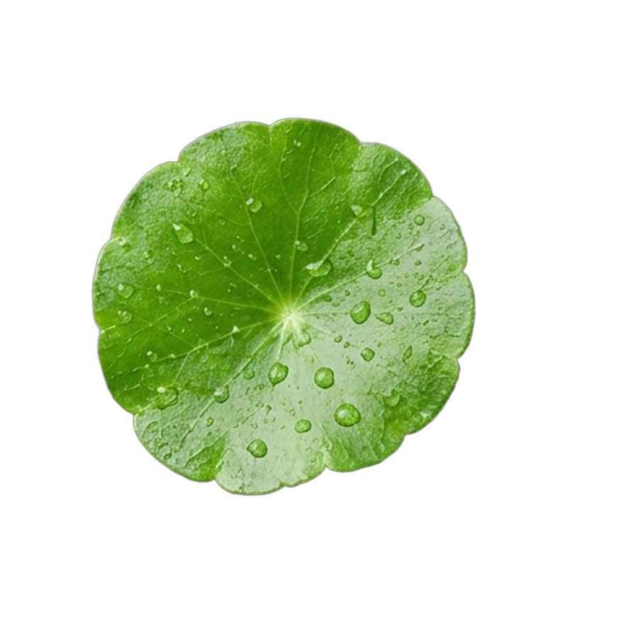 Centella Asiatica Extract 2%